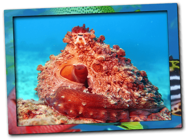 octopus resting on a coral reef in Mnemba Island Marine Reserve, Zanzibar.