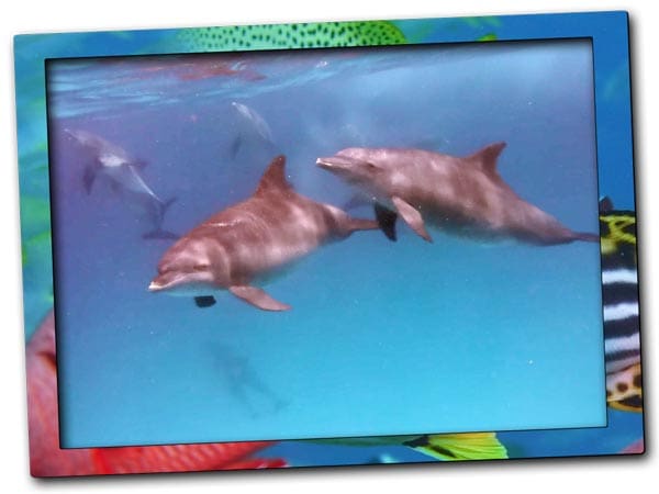 Diving with dolphins in Mnemba Island in Zanzibar