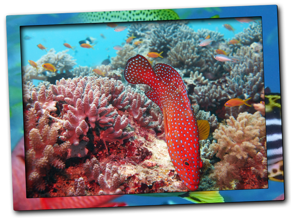 Coral Grouper in Zanzibar North