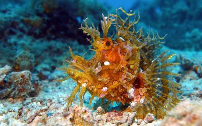 November Diving in Nungwi, Zanzibar