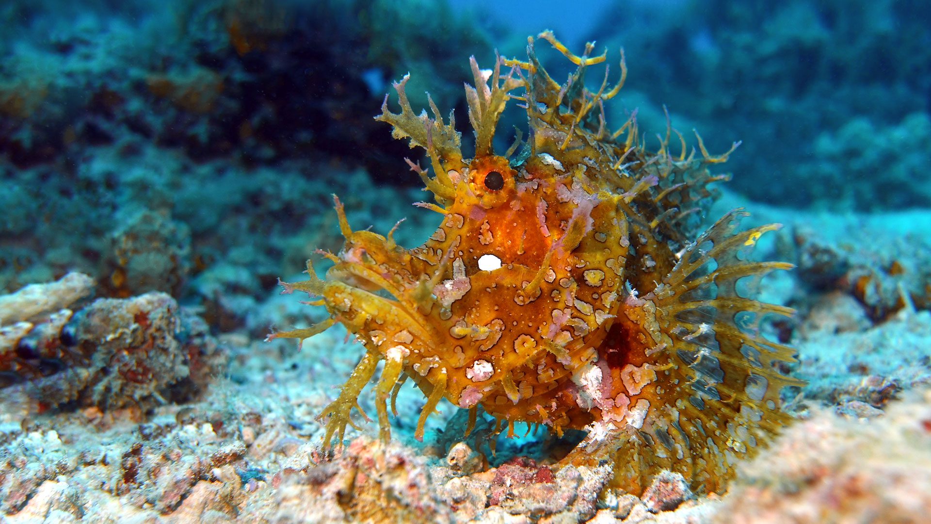 November Diving Season in Nungwi, Zanzibar