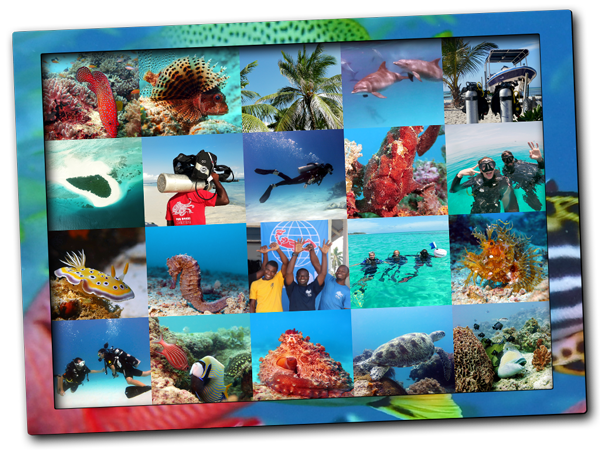 November Diving in Nungwi