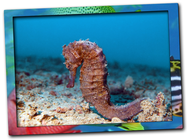 Seahorse in Zanzibar North
