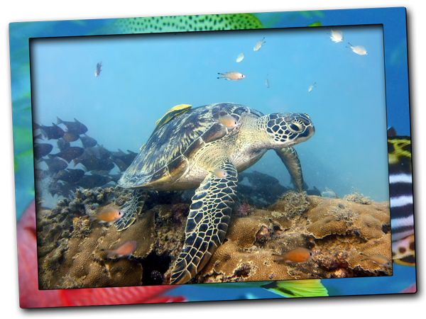 Green Sea Turtle in Zanzibar North
