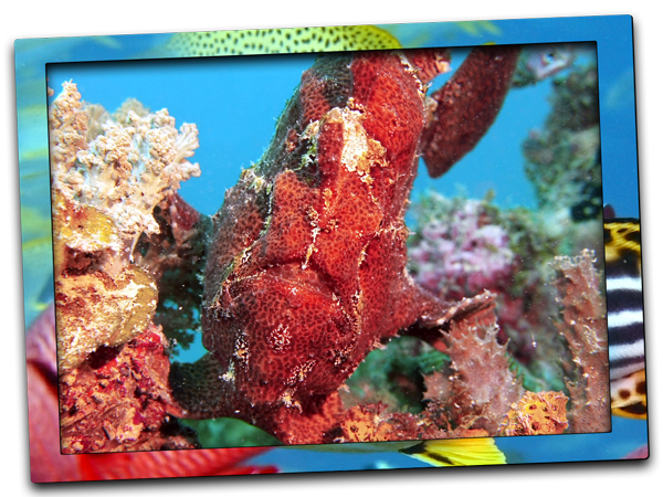 dive site, Zanzibar