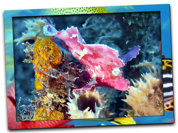 leaf scorpionfish