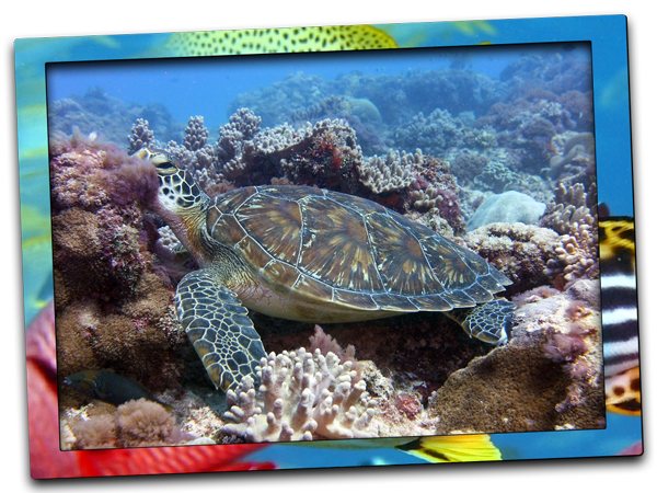 green sea turtle