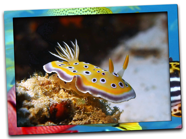 nudibranch