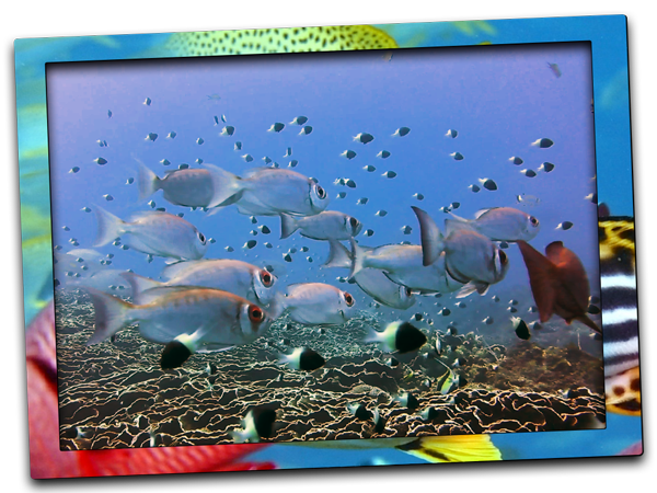 dive site, Zanzibar