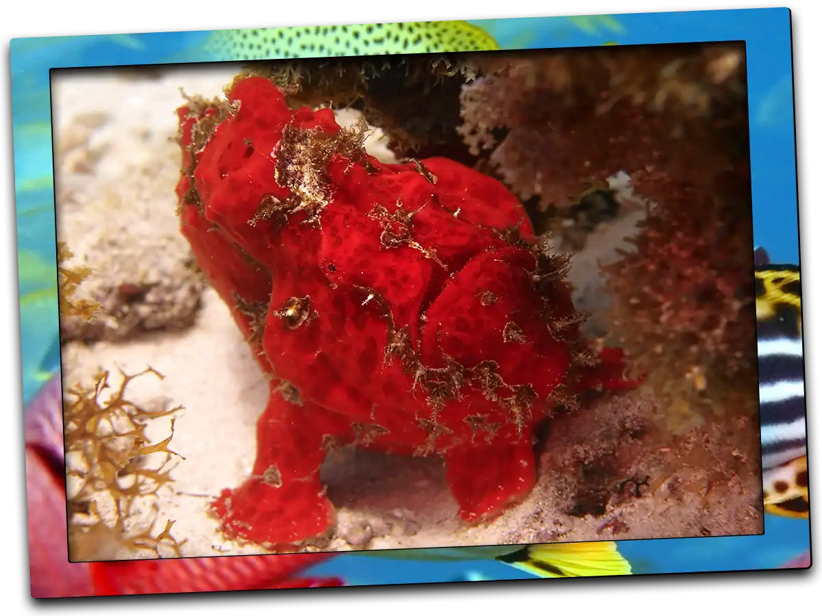 A vibrant red giant frogfish on a coral reef during a dive in Pemba Island.
