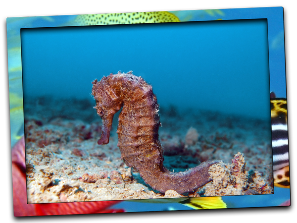 seahorse