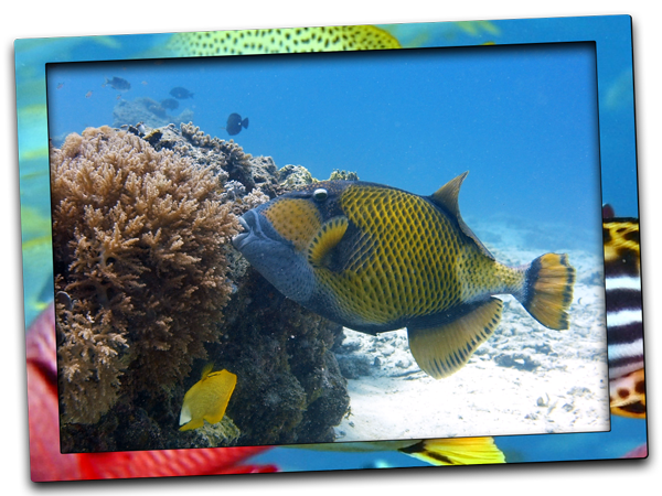 triggerfish