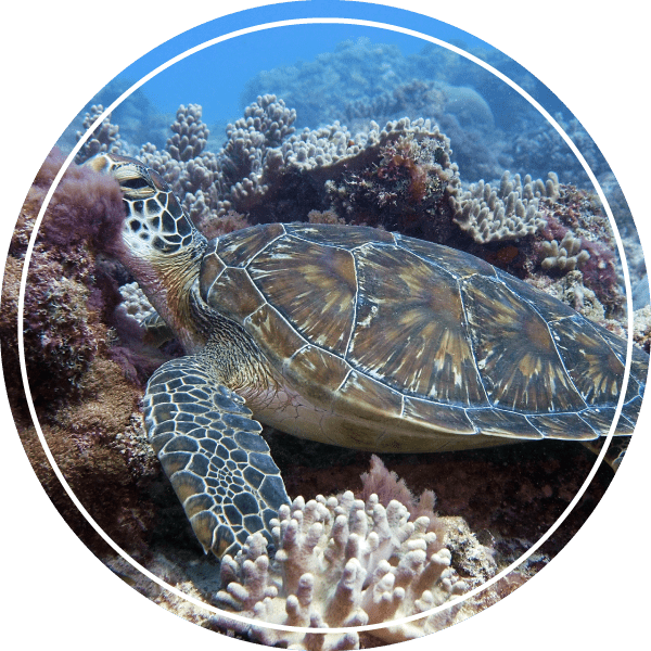 Zanzibar Pemba Scuba Diving Prices Free Scuba Dive