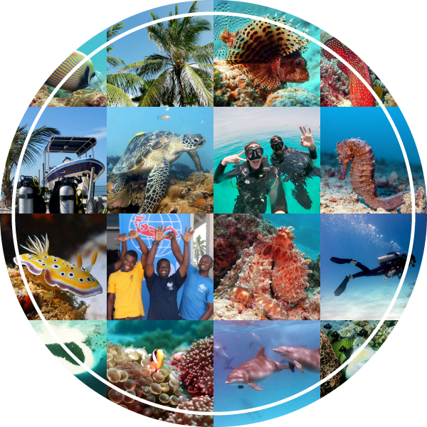 Zanzibar Pemba Scuba Diving Prices Pre-Booking Discount